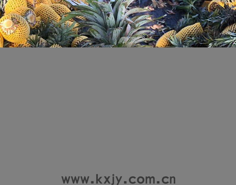 嘿凤梨！金色的它，甜过荔枝
                
                 
    (图4)
