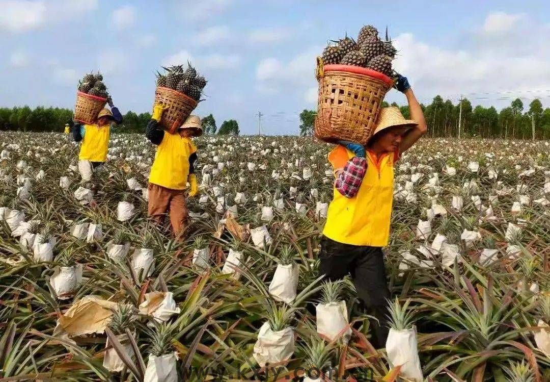 嘿凤梨！金色的它，甜过荔枝
                
                 
    (图7)