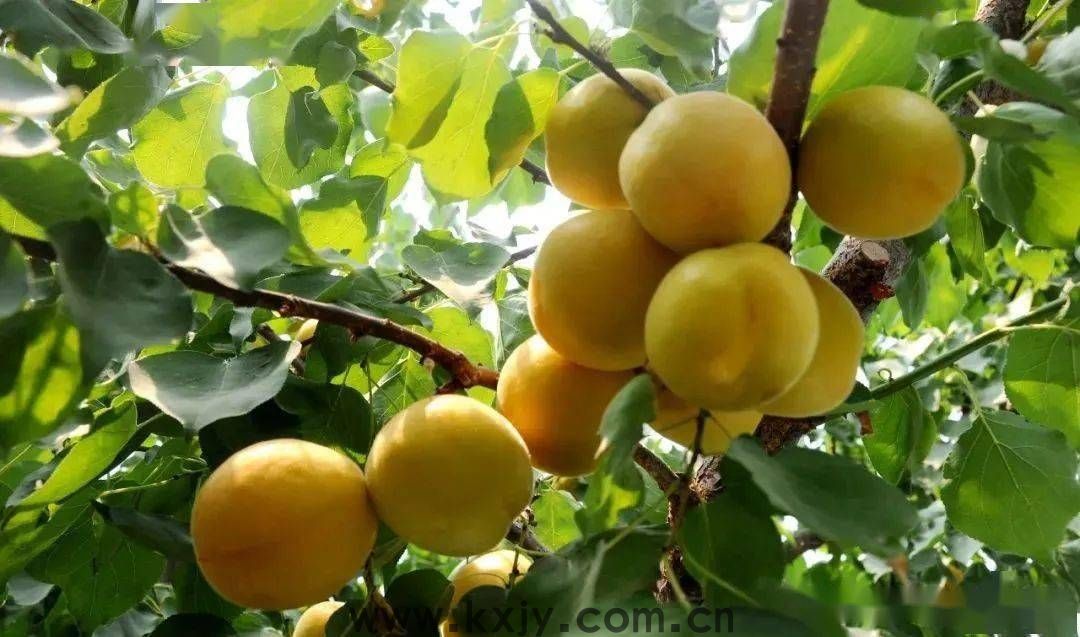 夏天，来张格庄偶遇小“杏”运！(图1)