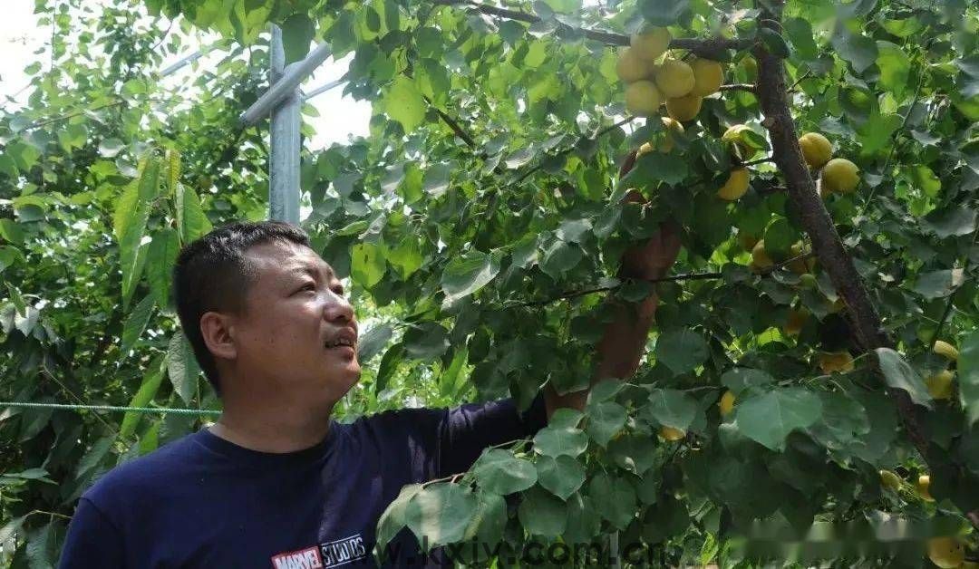 夏天，来张格庄偶遇小“杏”运！(图3)