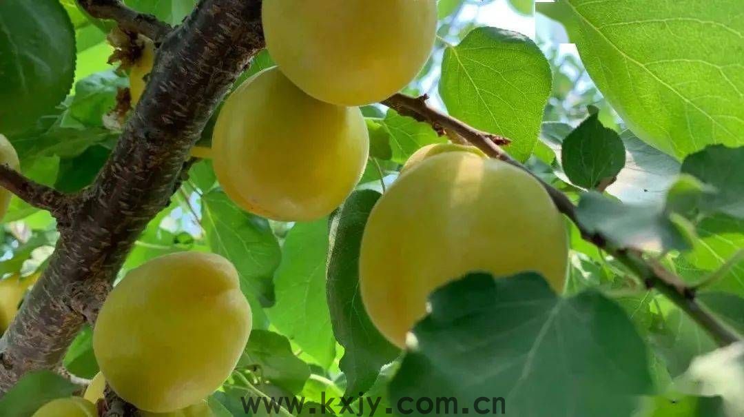 夏天，来张格庄偶遇小“杏”运！(图2)