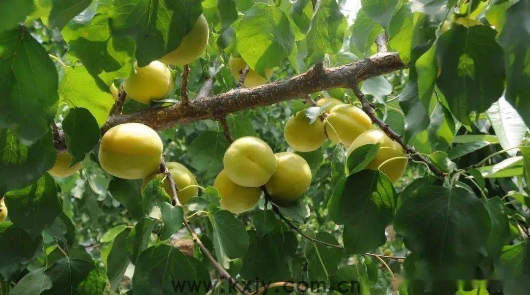 夏天，来张格庄偶遇小“杏”运！(图5)