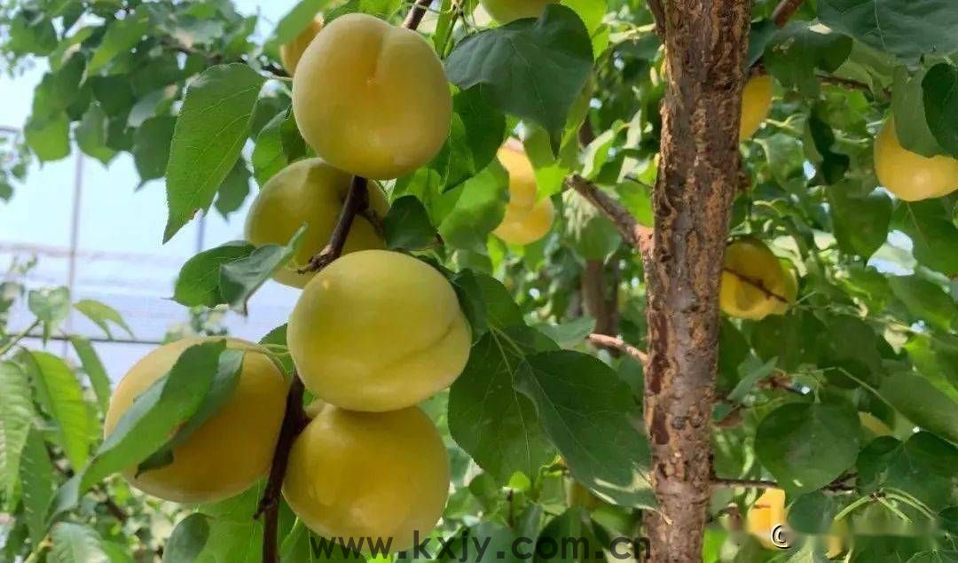 夏天，来张格庄偶遇小“杏”运！(图4)