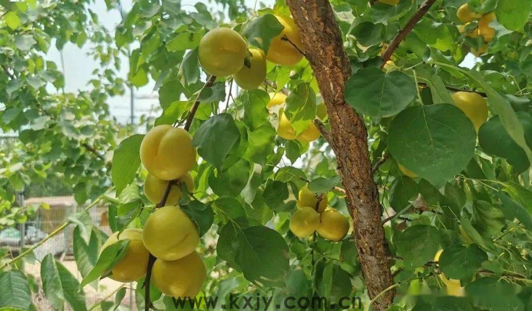 夏天，来张格庄偶遇小“杏”运！(图6)