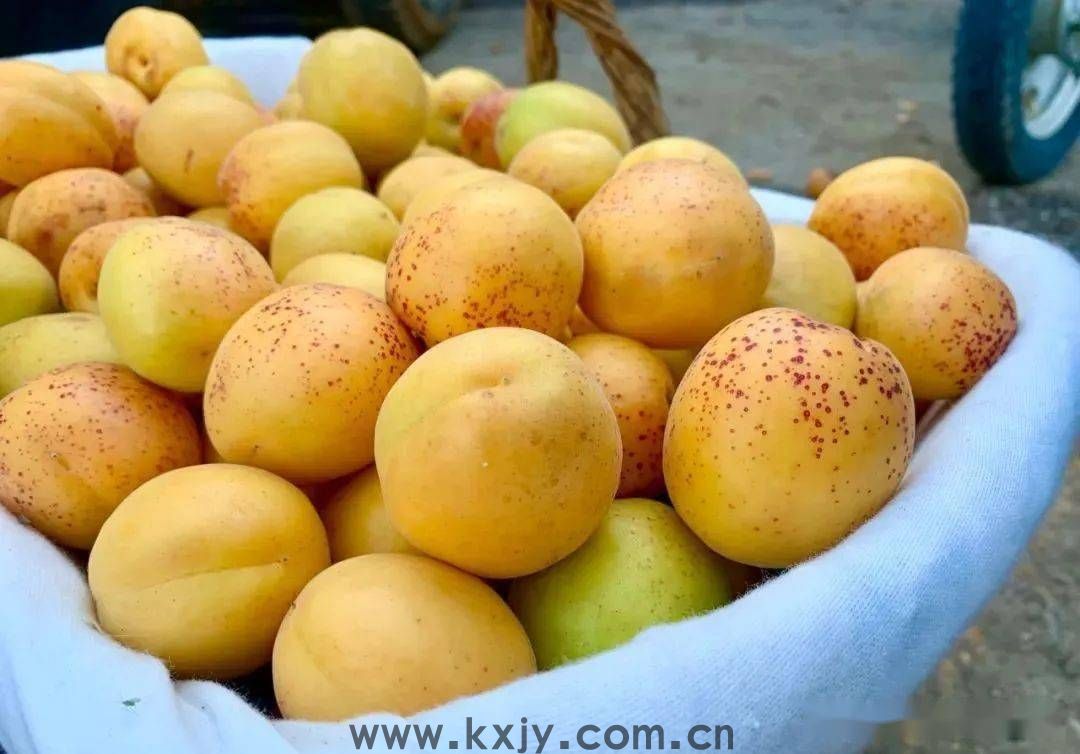 夏天，来张格庄偶遇小“杏”运！(图7)