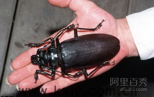 世界最大昆虫——泰坦大天牛，能一口咬断铅笔(图1)